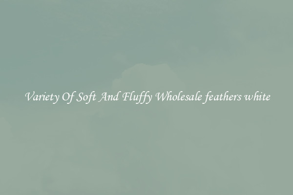 Variety Of Soft And Fluffy Wholesale feathers white
